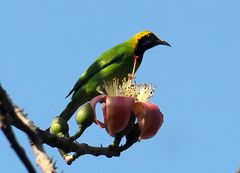 Chloropsis aurifrons