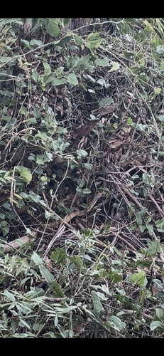 Tiger Snake sighting