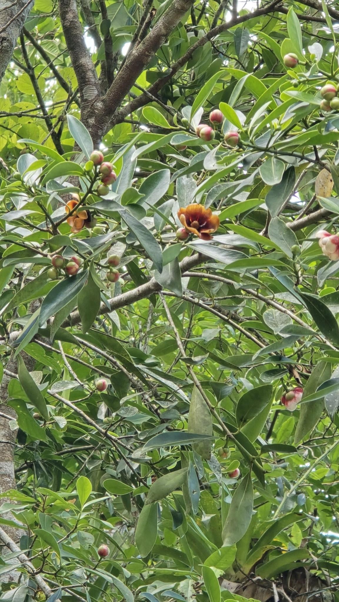Imagem de Clusia lanceolata