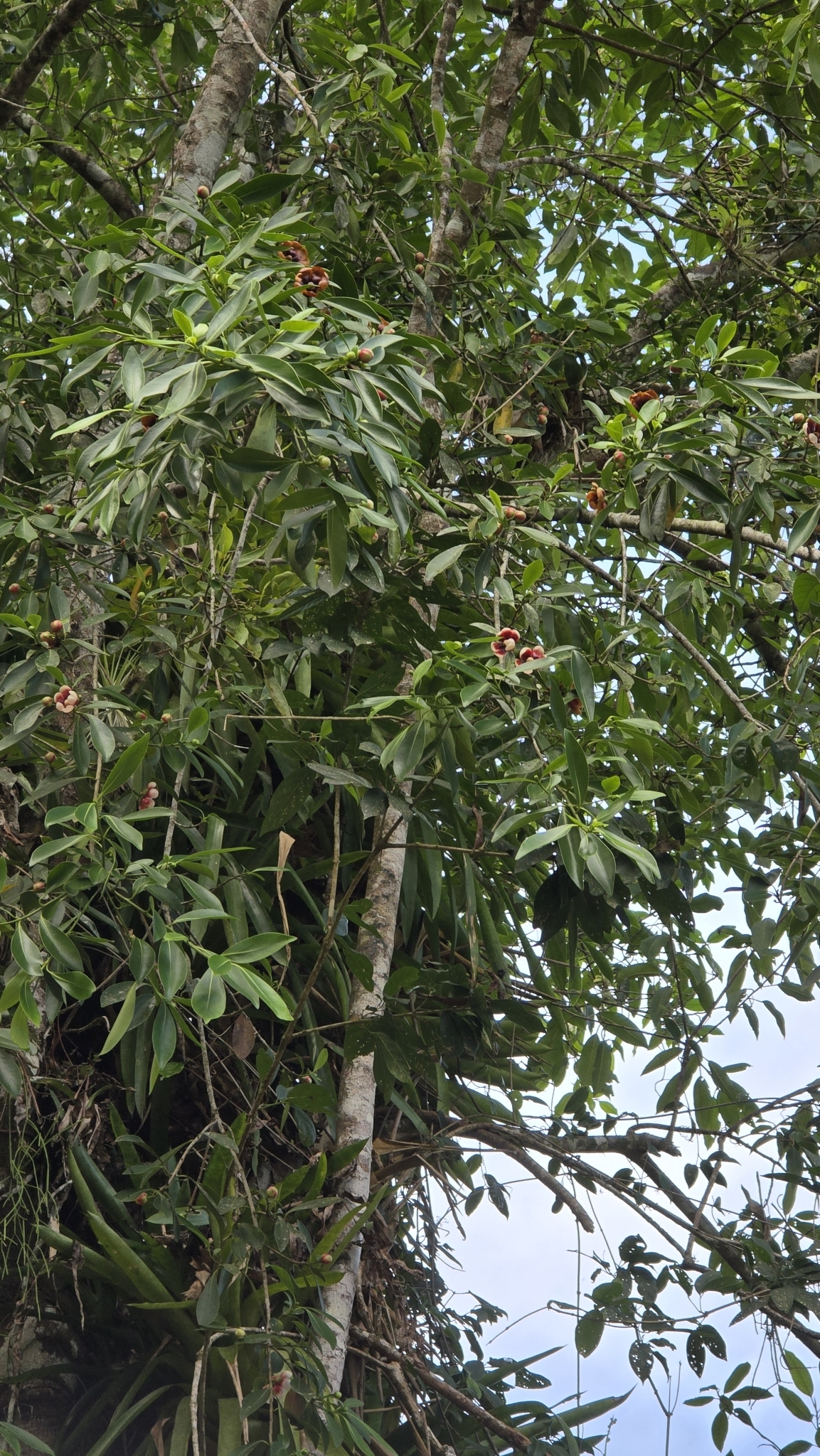 Imagem de Clusia lanceolata