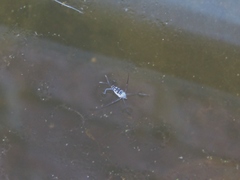 Trepobates subnitidus