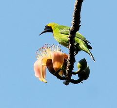 Chloropsis aurifrons