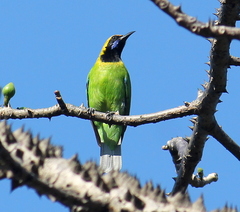 Chloropsis aurifrons