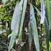 Anthurium langsdorffii Schott 2
