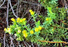 Gnidia styphelioides