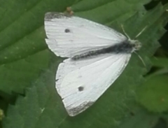 Pieris rapae