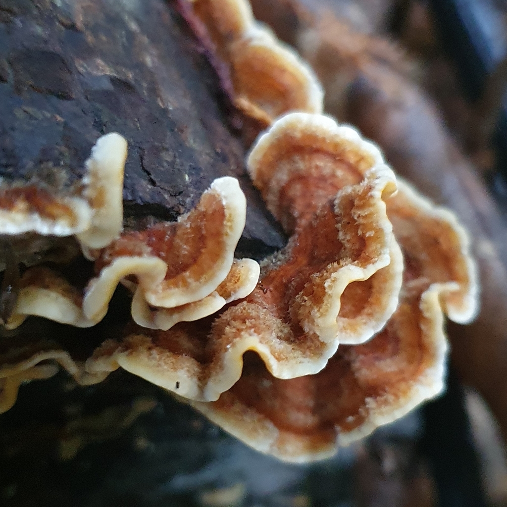Stereum hirsutum · April 2025 · photo: © corli (iNaturalist, cc-by)