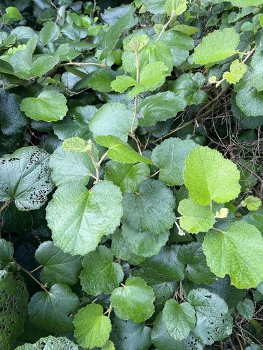 Rubus sieboldii observed 2025-04-19