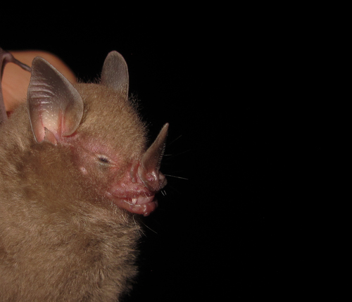 Dwarf Little Fruit Bat