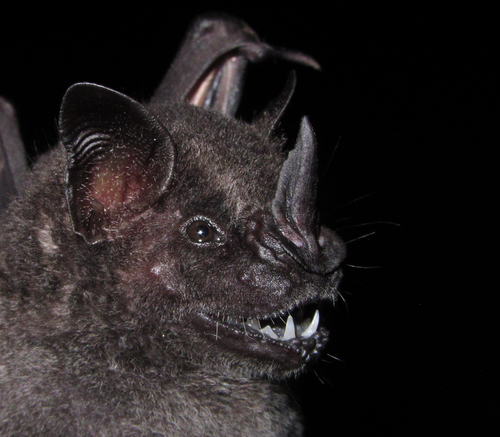 Dark Fruit-eating Bat
