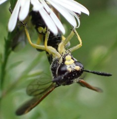 Tenthredo marginella