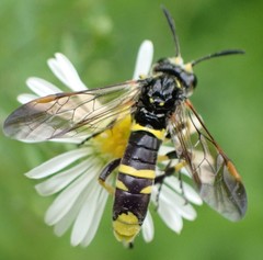 Tenthredo marginella