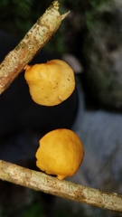 Mycobonia flava