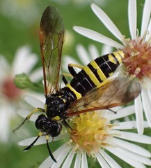 Tenthredo marginella