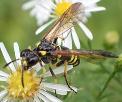 Tenthredo marginella