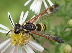 Tenthredo marginella