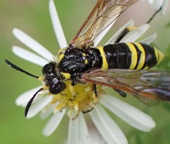 Tenthredo marginella