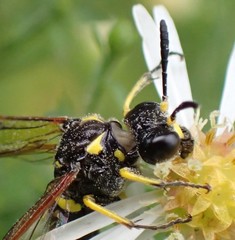 Tenthredo marginella