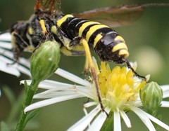Tenthredo marginella