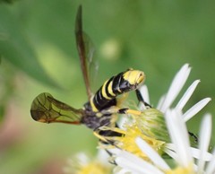 Tenthredo marginella