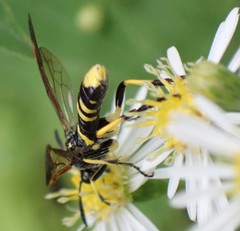 Tenthredo marginella
