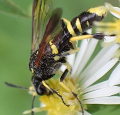 Tenthredo marginella