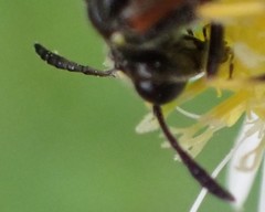 Tenthredo marginella