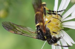 Tenthredo marginella
