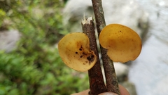 Mycobonia flava