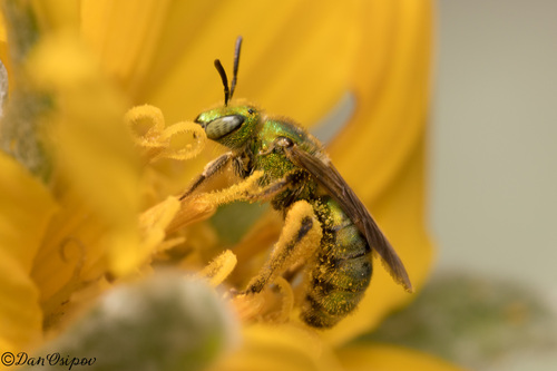 iNaturalist observation photo of Striped Sweat Bees