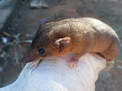 Amazonian Red-Sided Opossum photo 2
