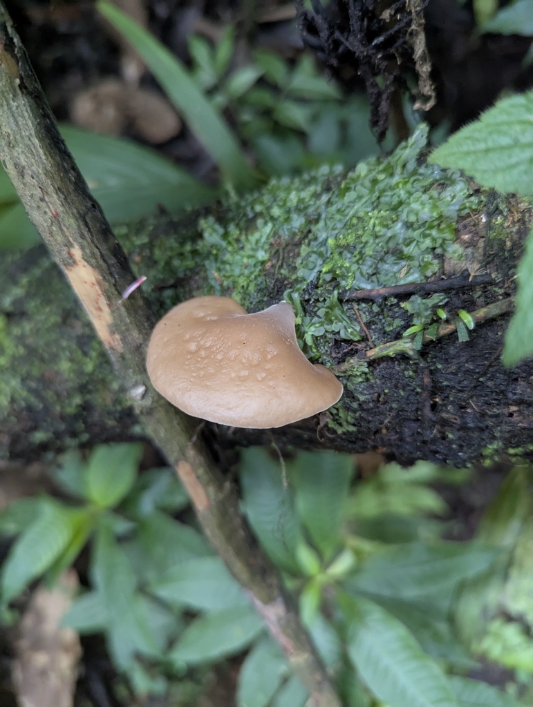Auricularia delicata · April 2025 · photo: © benjaminhidalgo (iNaturalist, cc-by)