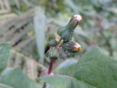 Sonchus oleraceus