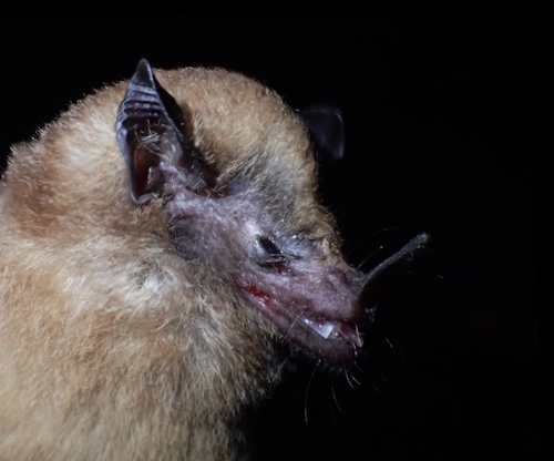 Thomas's Nectar Bat