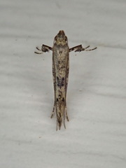 Caloptilia populetorum