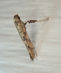 Caloptilia populetorum