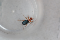 Brachinus crepitans