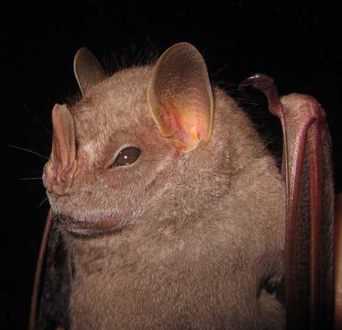 Hairy Big-eyed Bat