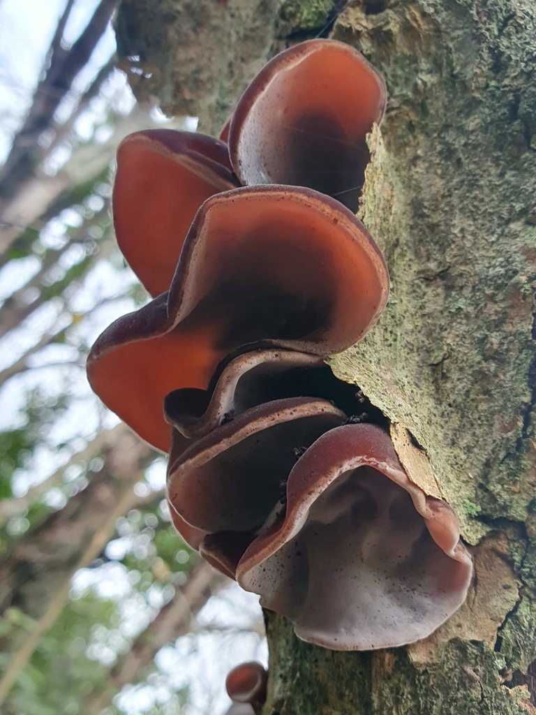 Auricularia cornea · April 2025 · photo: © corli (iNaturalist, cc-by)