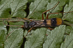 Sphictostethus connectens