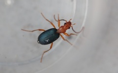Brachinus crepitans