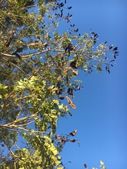 Peltophorum pterocarpum