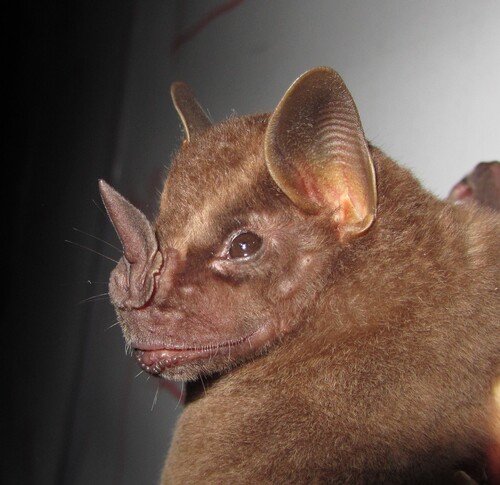Buffy Broad-nosed Bat