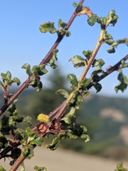 Ceanothus foliosus medius