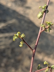 Ceanothus foliosus medius