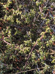 Ceanothus foliosus medius