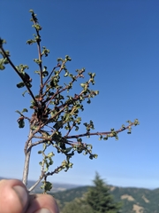 Ceanothus foliosus medius