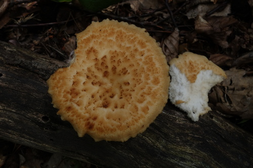 tuberous polypore
