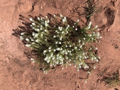 Lepidium thurberi