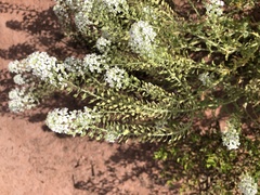 Lepidium thurberi